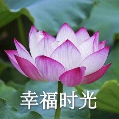共话中国经济新机遇｜通讯：一位荷兰花卉商的中国情缘